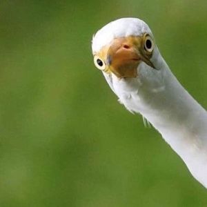 Meet your Posher, Robin